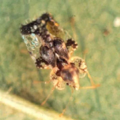 thumbnail for publication: Hawthorn Lace Bug, Corythucha cydoniae (Fitch) (Insecta: Hemiptera: Tingidae)